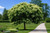 Bee Bee Tree