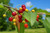 Mazzard Cherry Tree