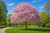 Sargent Cherry Tree