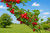 Nanking Cherry Tree