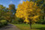 Heartleaf Hornbeam Tree