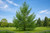 Japanese Larch Tree