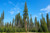 Western Larch Tree
