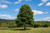 Black Alder Tree
