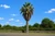Desert Fan Palm Tree