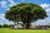 Indian Banyan Tree
