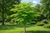 Moringa Tree