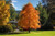 Black Gum Tree