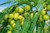 Indian Gooseberry Tree