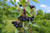 Black Chokeberry