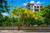 Golden Shower Tree