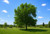 Southern Hackberry Tree