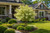 White Fringe Tree