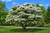 Chinese Fringe Tree
