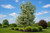 Black Hawthorn Tree