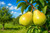 Bartlett Pear Tree