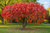 Staghorn Sumac Tree
