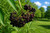 American Elderberry Tree