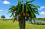 Red Dragon Fruit Vine