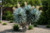 Blue Yucca