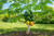 Dwarf Waimanalo Papaya