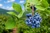 Northern Highbush Blueberry