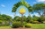 Traveler's Palm Tree