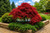 Green Bamboo Japanese Maple Tree
