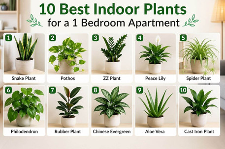10 Best Indoor Plants for a 1 Bedroom Apartment