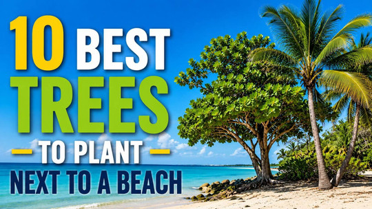 10 Best Trees to Plant Next to a Beach