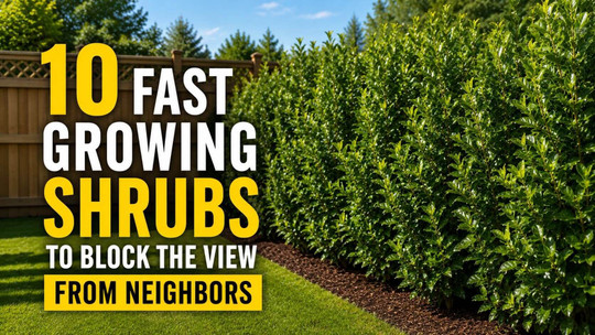 10 Fast-Growing Shrubs to Block the View From Neighbors