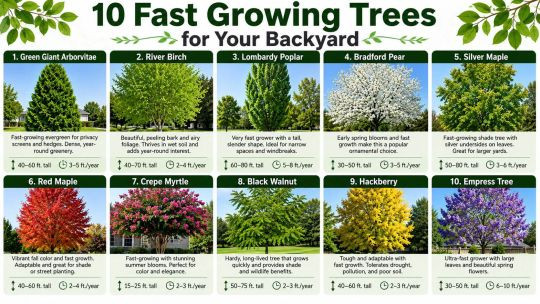 10 Fast-Growing Trees for Your Backyard