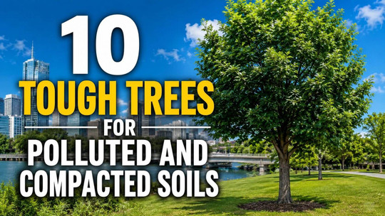 10 Tough Trees for Polluted and Compacted Soils