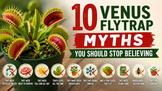 10 Venus Flytrap Myths You Should Stop Believing