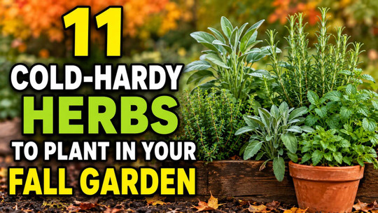 11 Cold-Hardy Herbs to Plant in Your Fall Garden