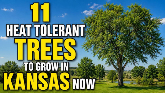 11 Heat-Tolerant Trees to Grow in Kansas Now