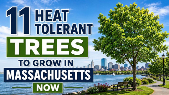 11 Heat-Tolerant Trees to Grow in Massachusetts Now