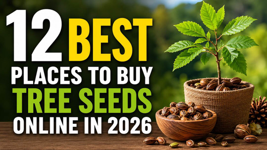 12 Best Places to Buy Tree Seeds Online in 2026
