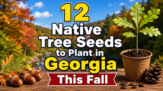 12 Native Tree Seeds to Plant in Georgia This Fall