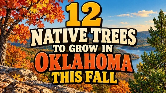12 Native Trees to Grow in Oklahoma This Fall