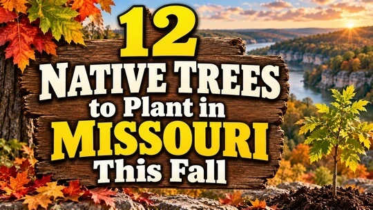 12 Native Trees to Plant in Missouri This Fall
