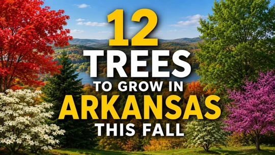 12 Trees to Grow in Arkansas This Fall