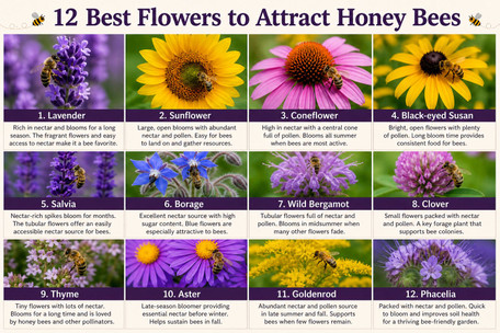 12 Best Flowers to Attract Honey Bees