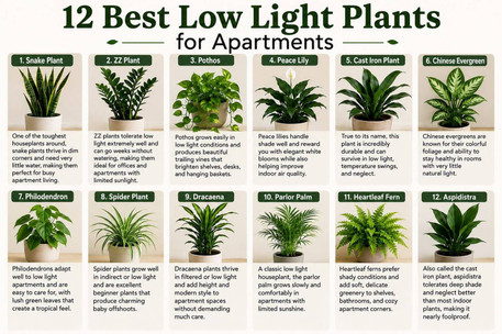 12 Best Low Light Plants for Apartments 