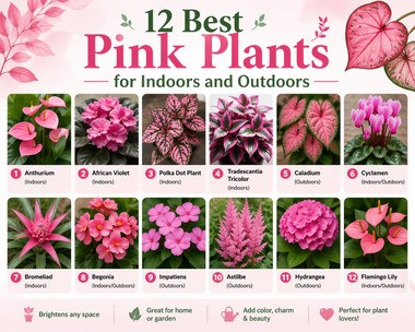 12 Best Pink Plants for Indoors and Outdoors 