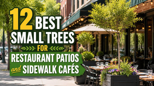 12 Best Small Trees for Restaurant Patios and Sidewalk Cafés