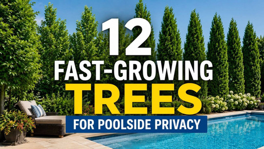 12 Fast-Growing Trees for Poolside Privacy