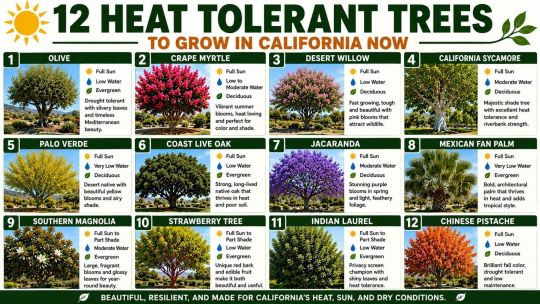 12 Heat-Tolerant Trees to Grow in California Now