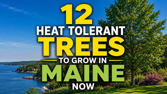 12 Heat-Tolerant Trees to Grow in Maine Now