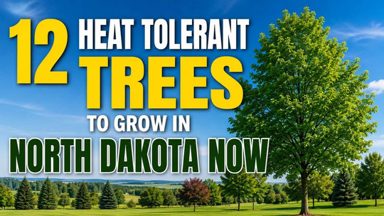 12 Heat-Tolerant Trees to Grow in North Dakota Now